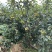 四川攀枝花高山丁香梨