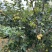 四川攀枝花高山丁香梨