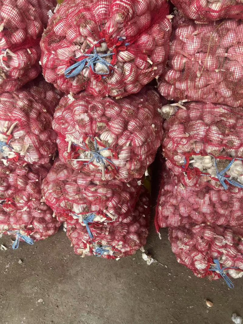 大蒜紫皮蒜对接各大商超品质保证量大从优