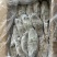 兰花蟹200/300300/500正蟹