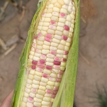 邯郸批发鲜玉米、花糯玉米。