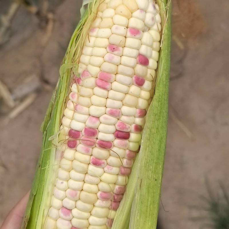 邯郸批发鲜玉米、花糯玉米。