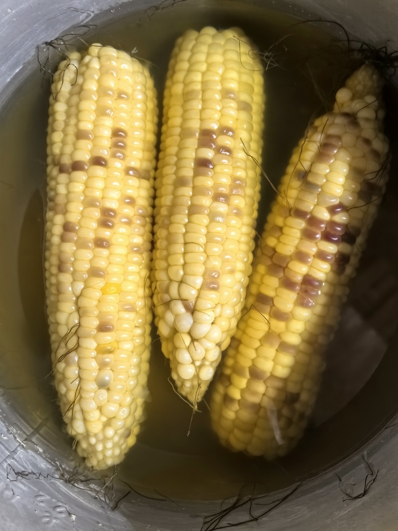 邯郸批发鲜玉米、花糯玉米。