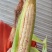 甜玉米，水果玉米，糯玉米