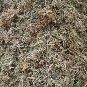 野生金银花深山采摘批发当天发货泡茶精选