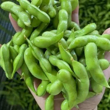 精品毛豆