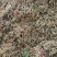 野生金银花深山采摘批发当天发货泡茶精选