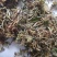 野生金银花深山采摘批发当天发货泡茶精选