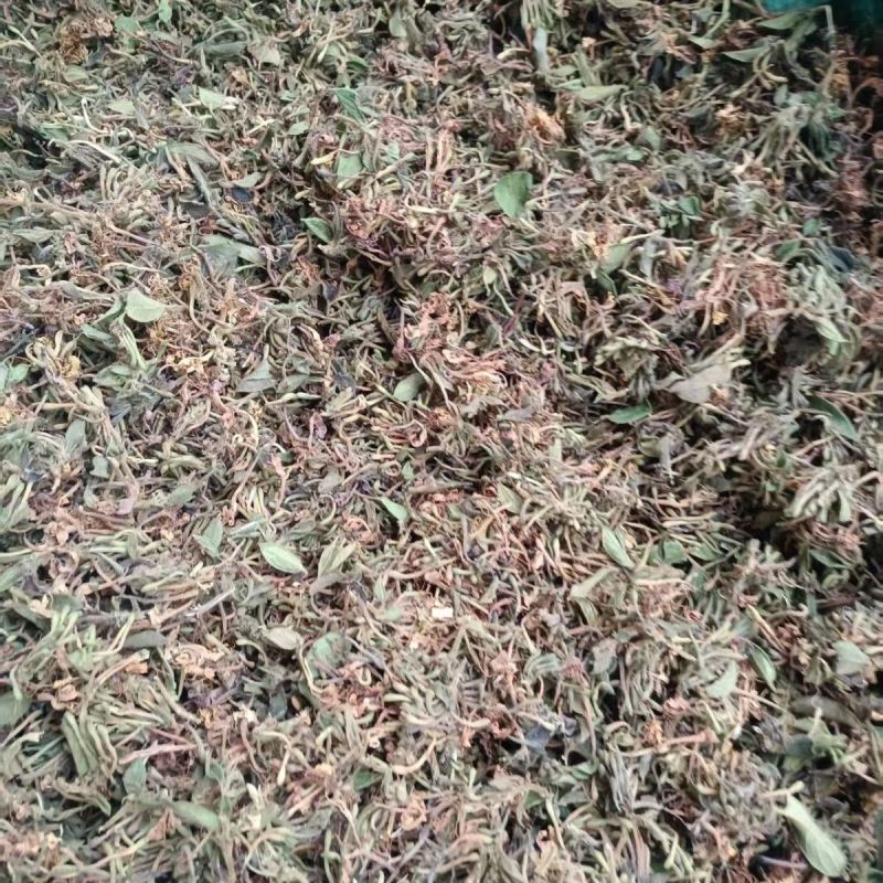 野生金银花深山采摘批发当天发货泡茶精选