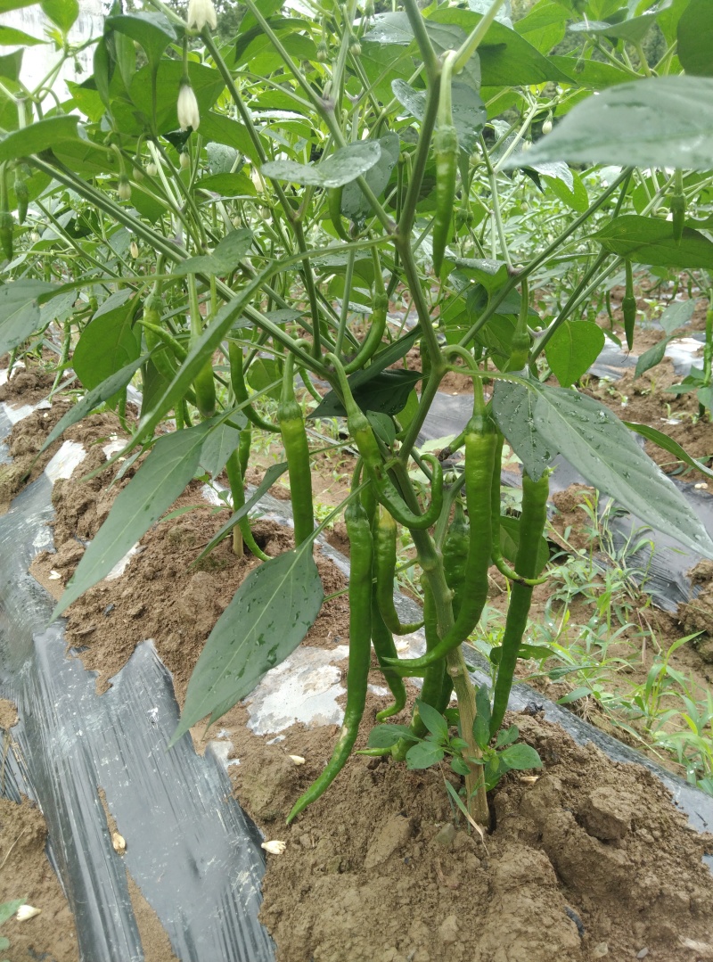 需要联系方式***********
