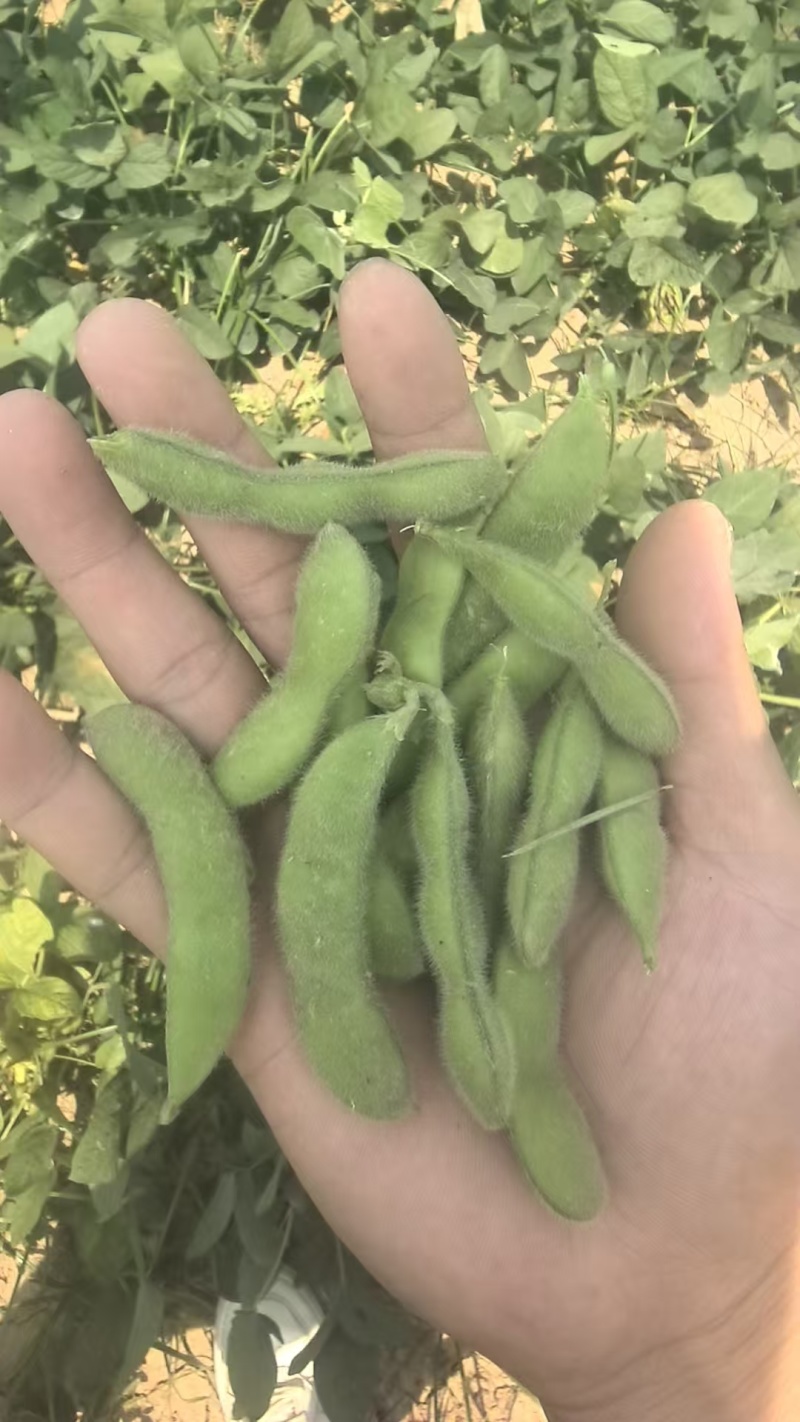 精品毛豆