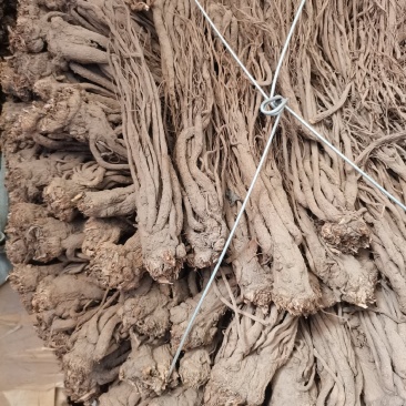 岷当归，党参，黄芪，大黄，种植加工销售。