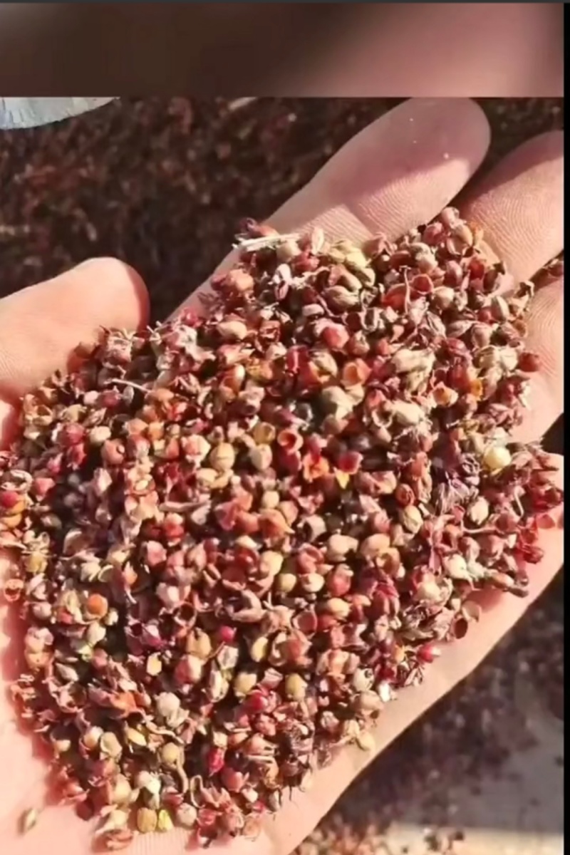 内蒙产地直发，含粮高粱壳可实地考察，可电话联系值得信赖！
