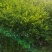 水蜡苗，女贞苗，三年生女贞树苗，精品苗。苗圃直销。