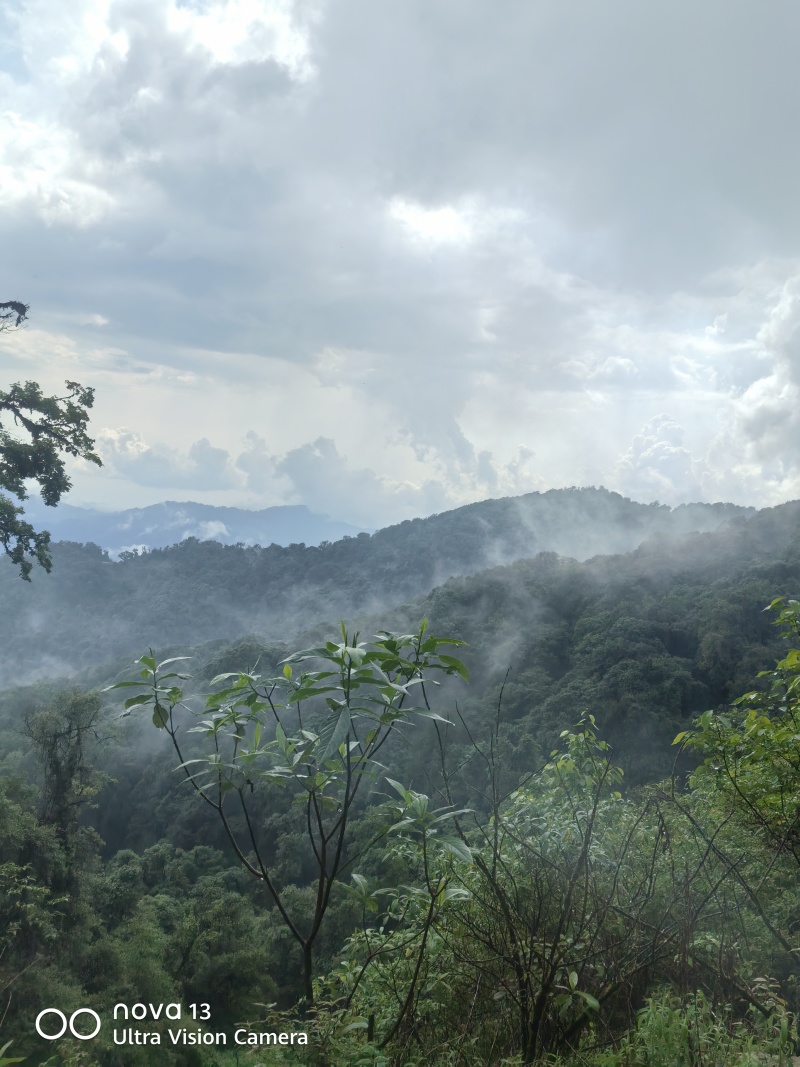 野生竹米大山里