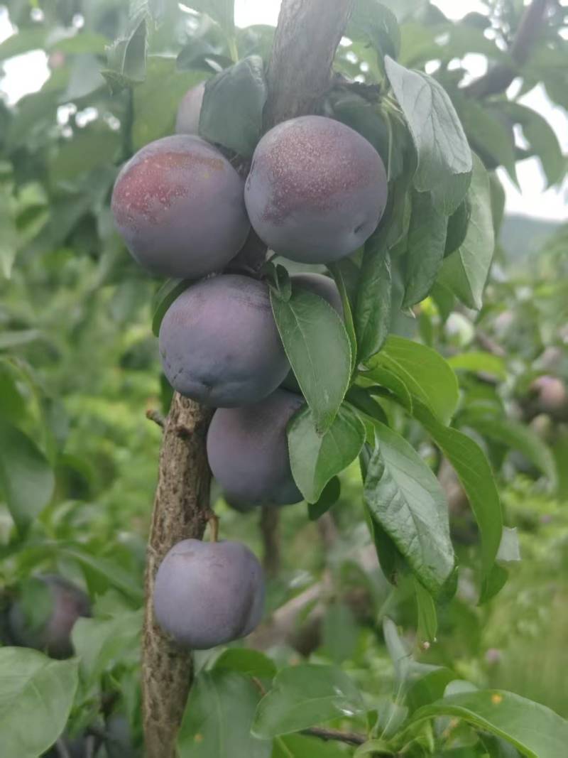 精品五月脆