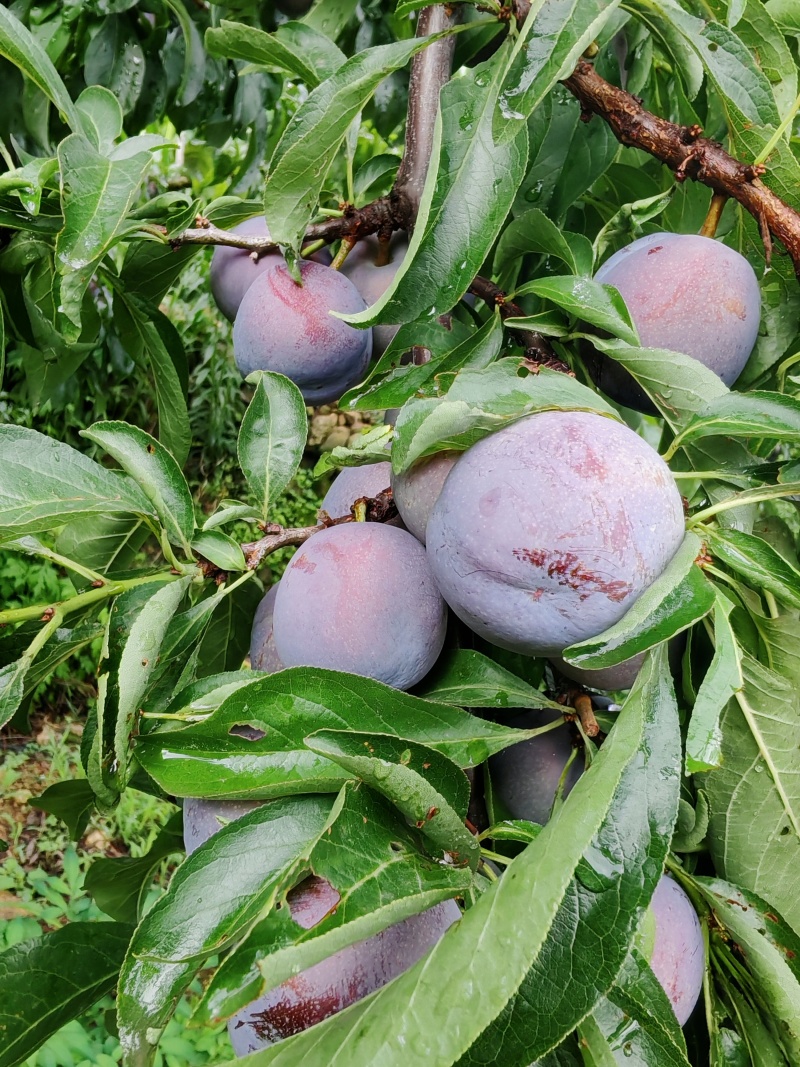 精品五月脆
