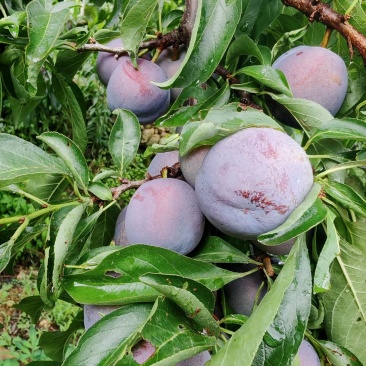 精品五月脆