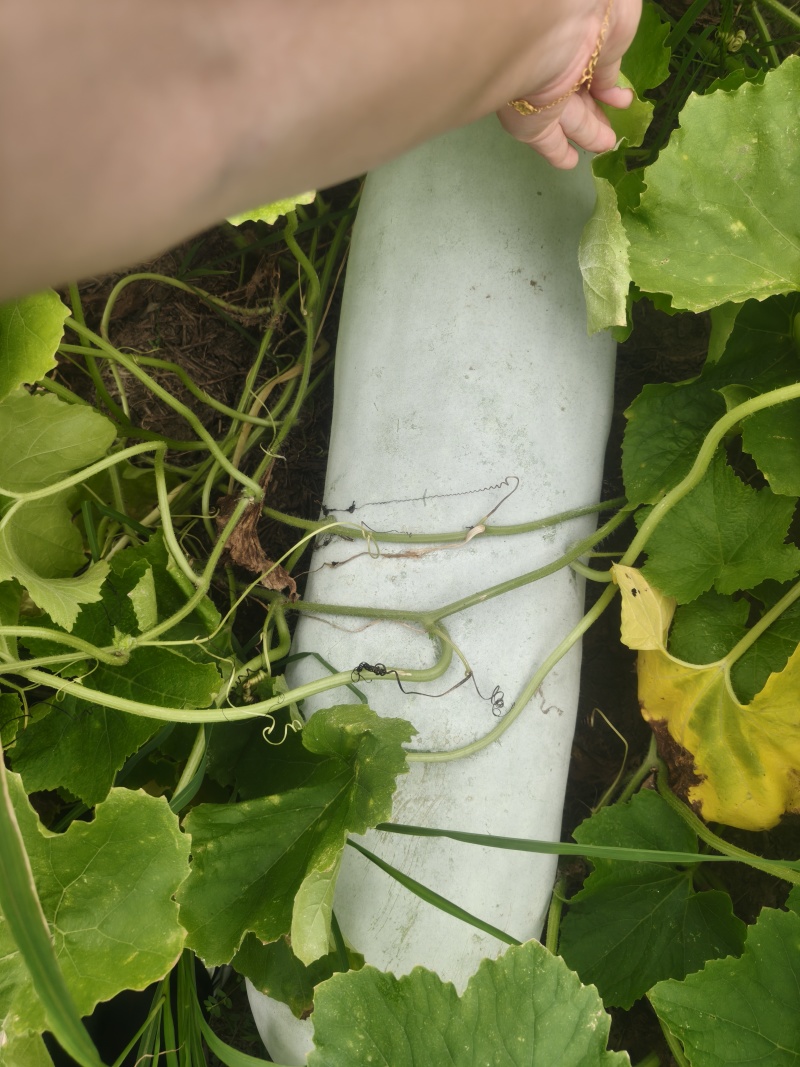 自家种植台州本地精品白皮白冬瓜