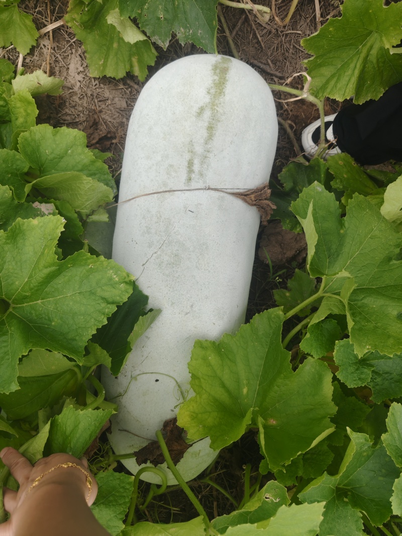 自家种植台州本地精品白皮白冬瓜