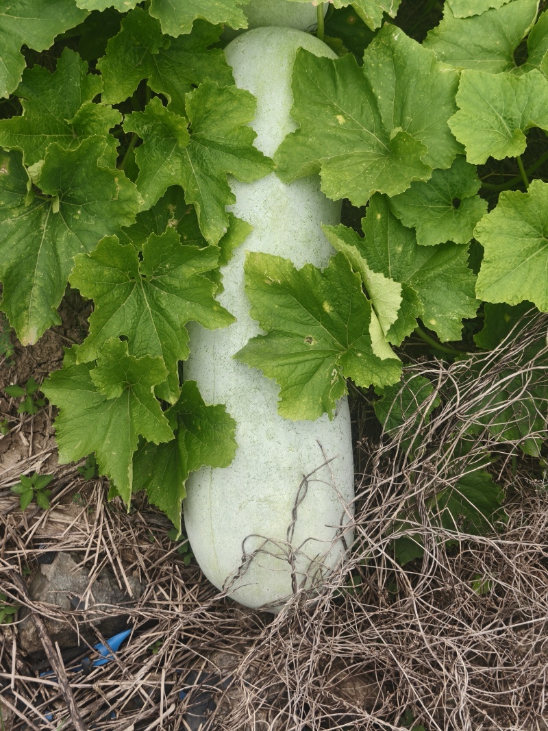 自家种植台州本地精品白皮白冬瓜
