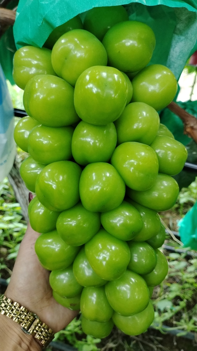 西昌阳光玫瑰
