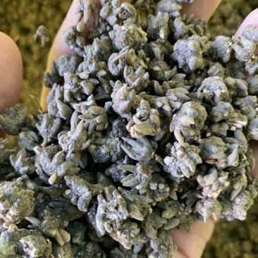 供应猫爪草！量大从优