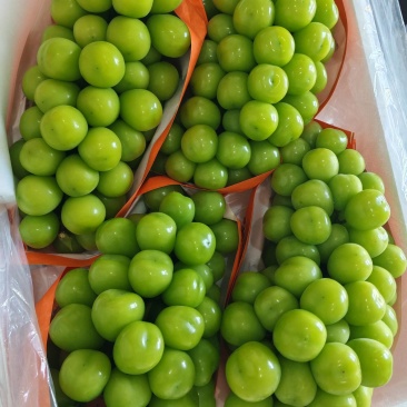 西昌阳光玫瑰