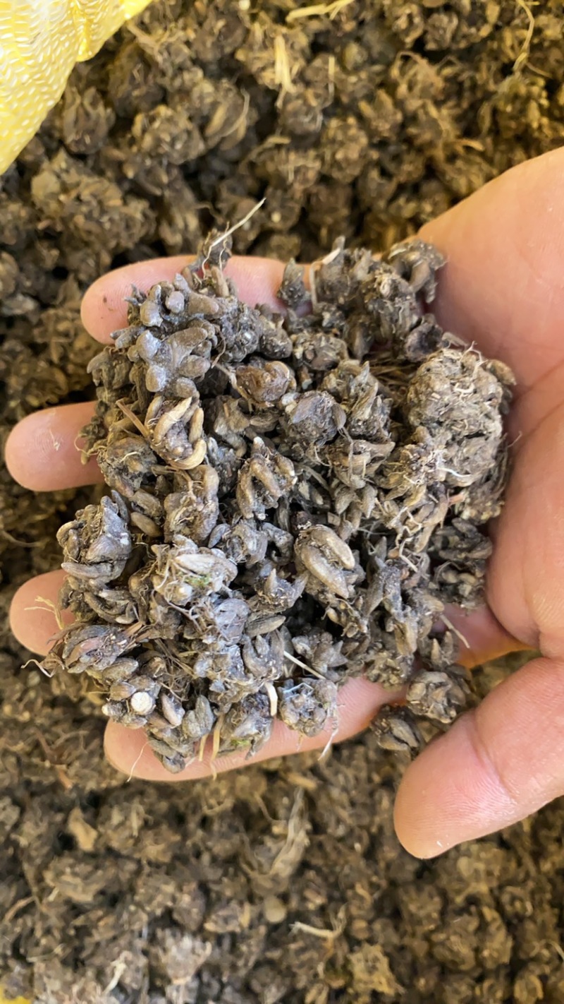 供应猫爪草！量大从优