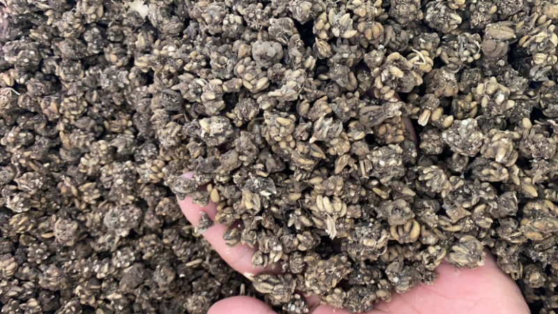 供应猫爪草！量大从优
