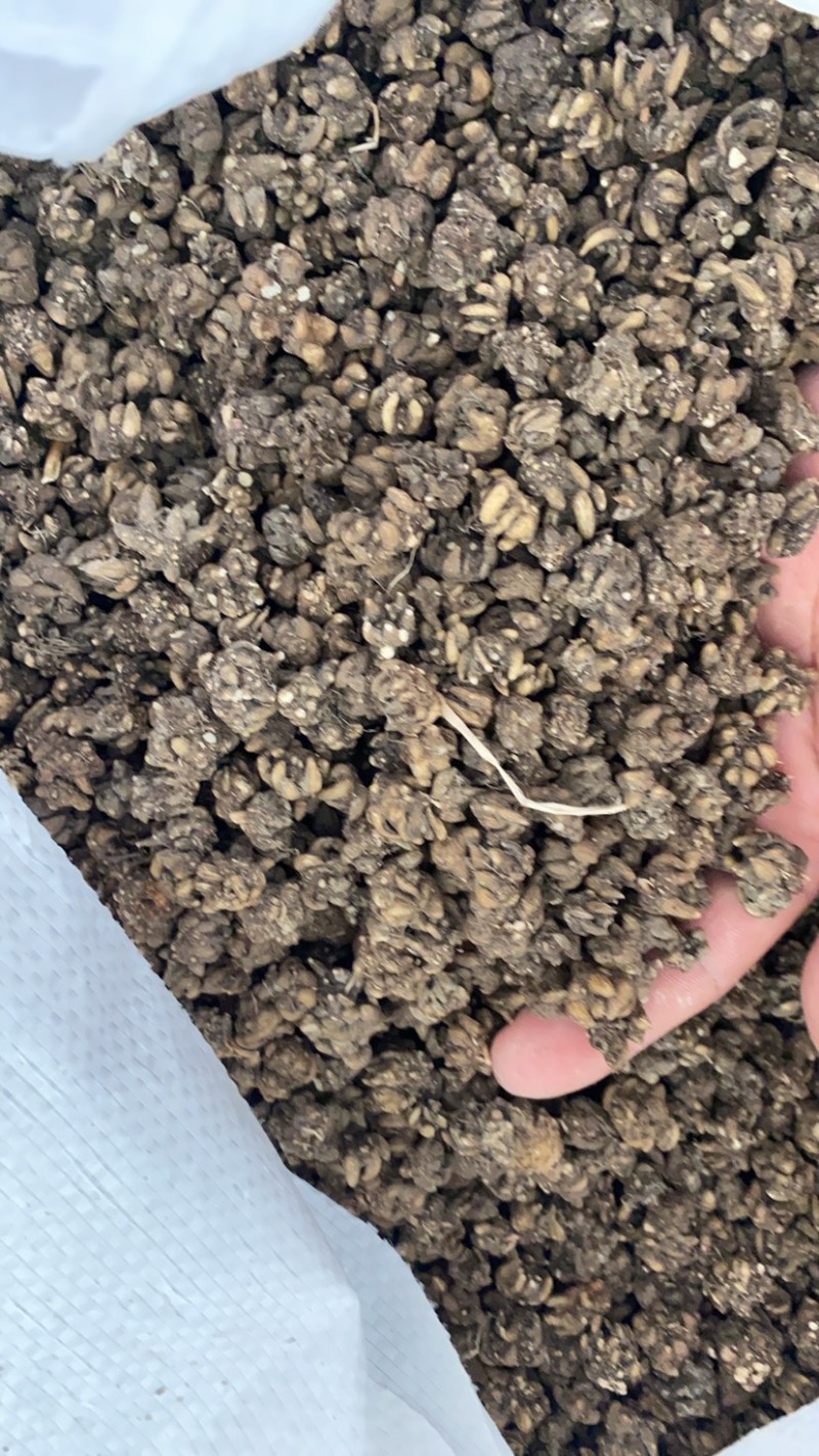 供应猫爪草！量大从优