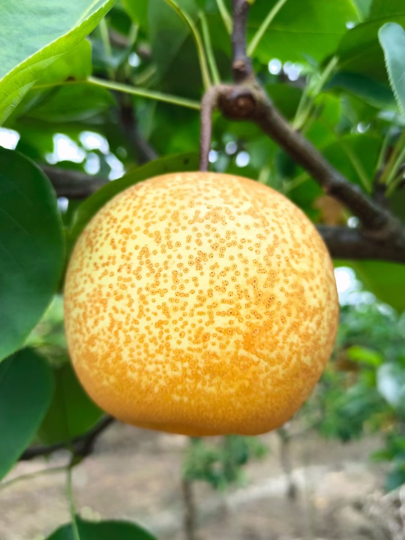桂花梨苗桂花梨嫁接苗早熟梨苗梨树苗20株起卖