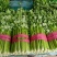 甘肃精品西芹芹菜大量上市中产地直发货源充足品质好对接市场
