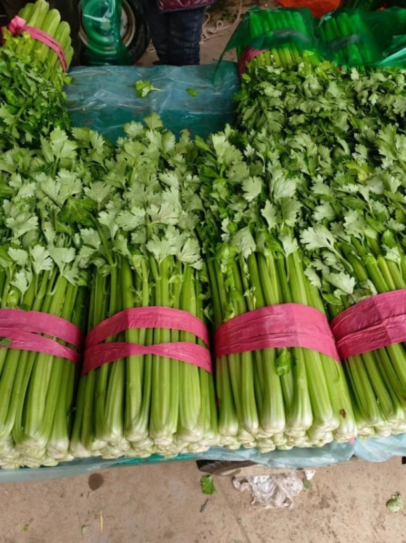 甘肃精品西芹芹菜大量上市中产地直发货源充足品质好对接市场