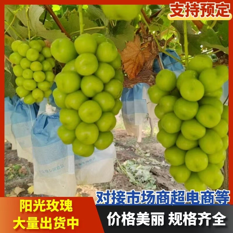 阳光玫瑰上市陕西葡萄现摘现卖价格美丽对接电商商超等