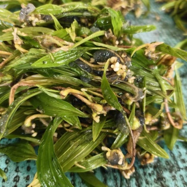 山慈菇毛慈菇冰球子组培苗可定制生产价格电议