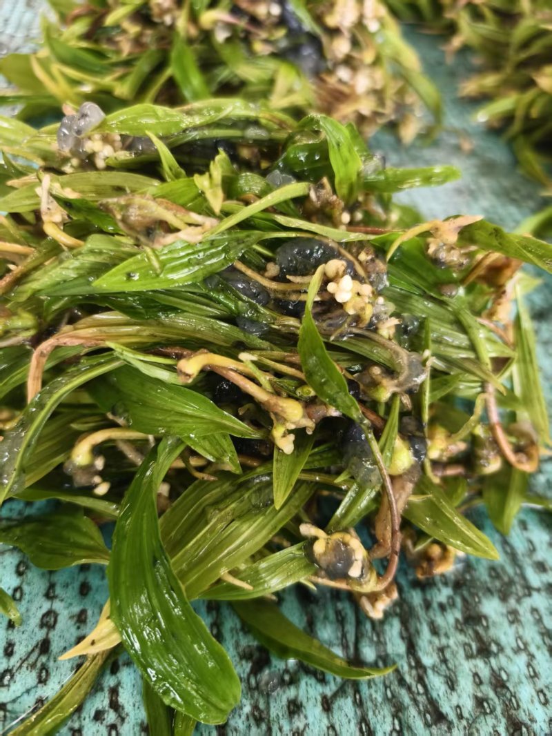山慈菇毛慈菇冰球子组培苗可定制生产价格电议