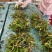 山慈菇毛慈菇冰球子组培苗可定制生产价格电议