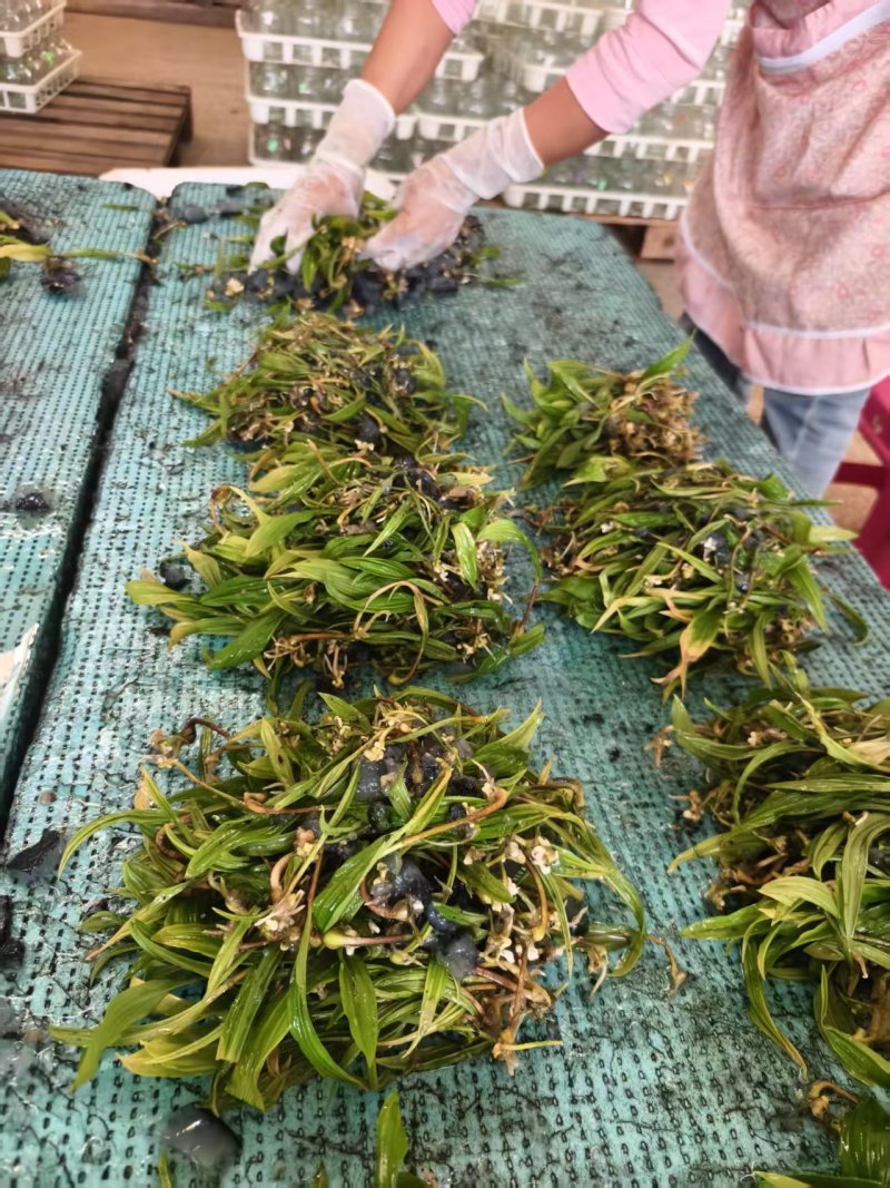 山慈菇毛慈菇冰球子组培苗可定制生产价格电议