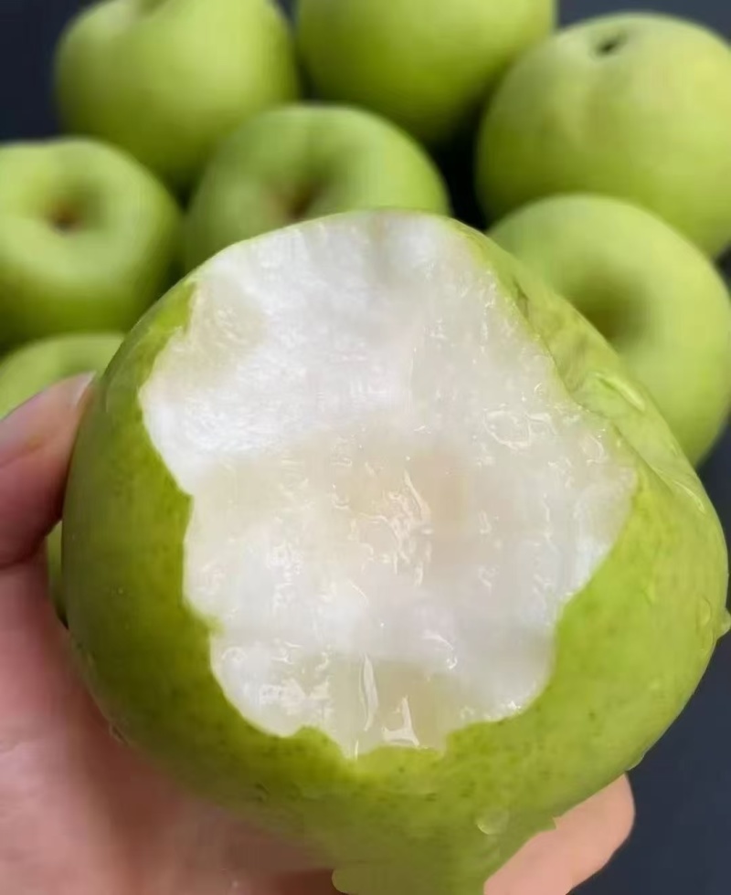 酥脆梨子，苹果梨大量上市产地直供，对接批发市场超市电商