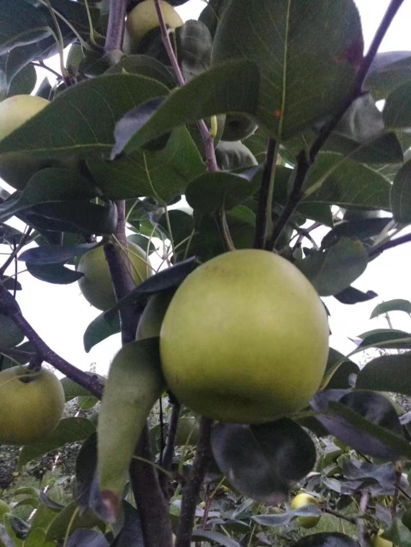 酥脆梨子，苹果梨大量上市产地直供，对接批发市场超市电商