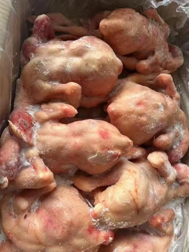 西装鸡规格齐全新鲜干净