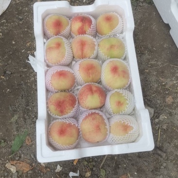 砀山水蜜桃大量供货欢迎全国各地客商前来采购