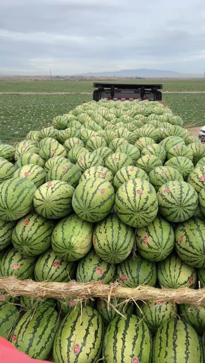 宁夏硒砂瓜大量上市，糖度高。耐运输，常年代发全国。