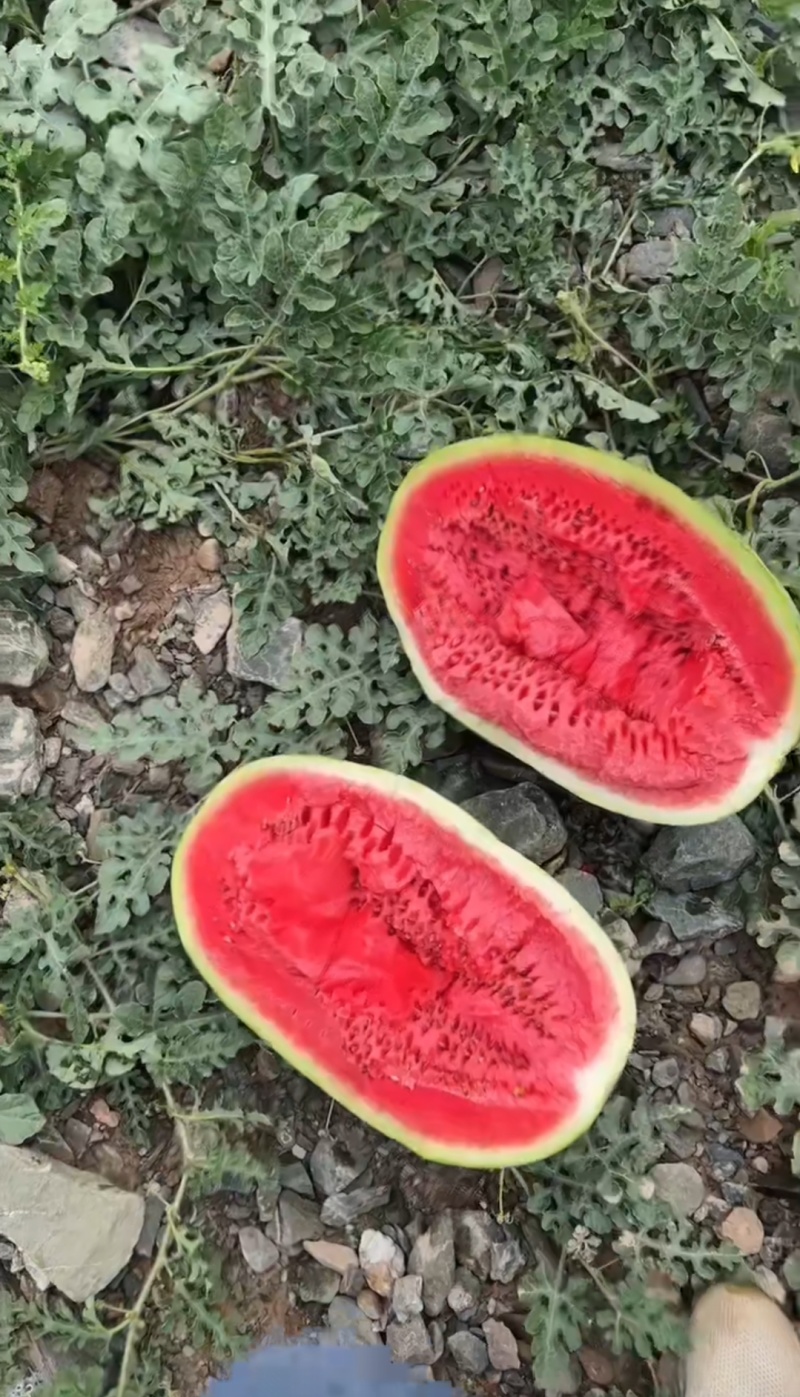 宁夏硒砂瓜大量上市，糖度高。耐运输，常年代发全国。