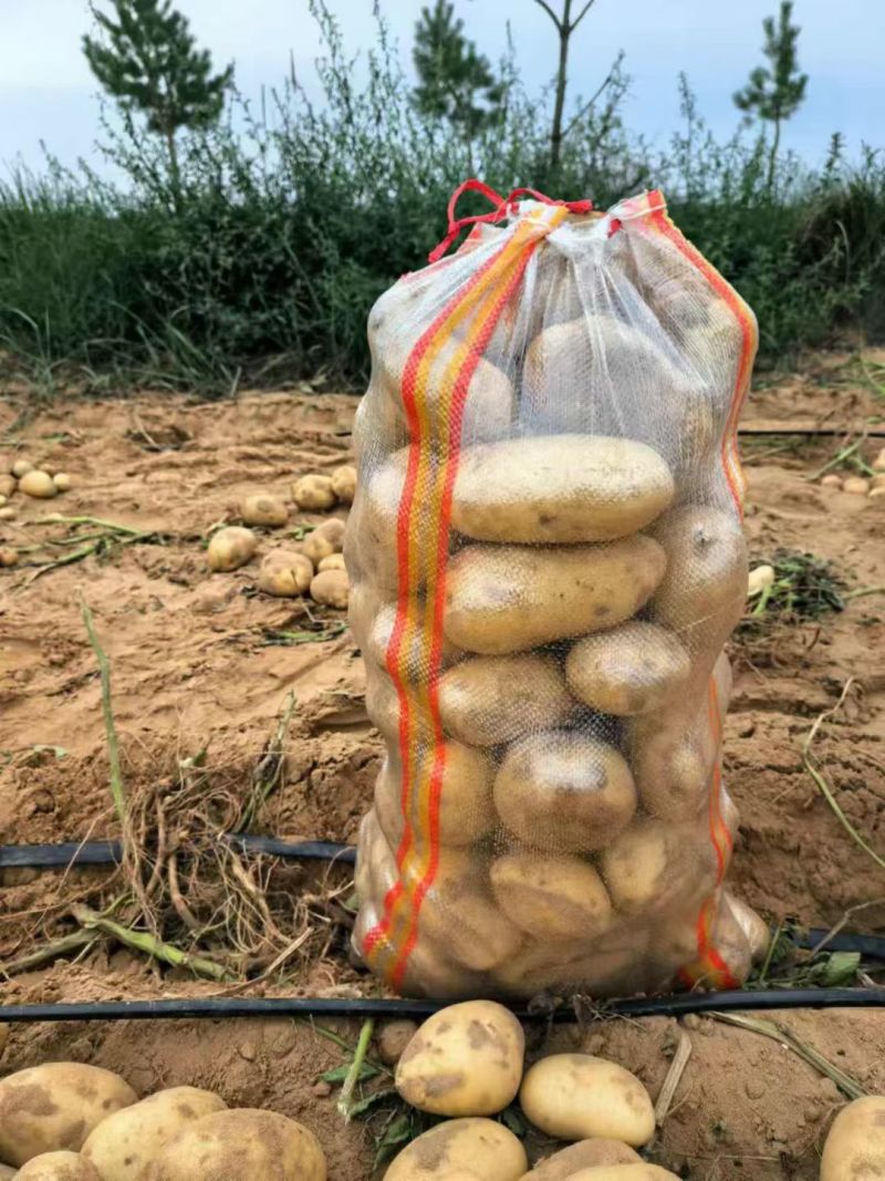 【陕北榆林沙漠土豆希森产地直供品质保障】