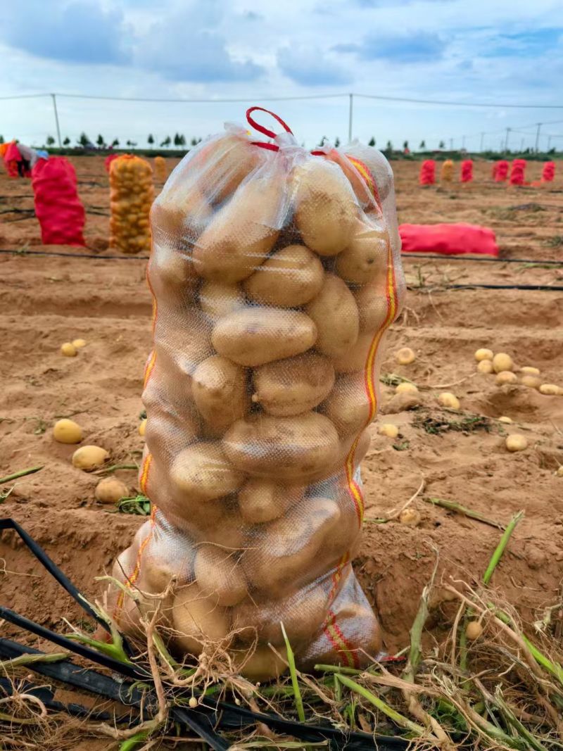 【陕北榆林沙漠土豆希森产地直供品质保障】