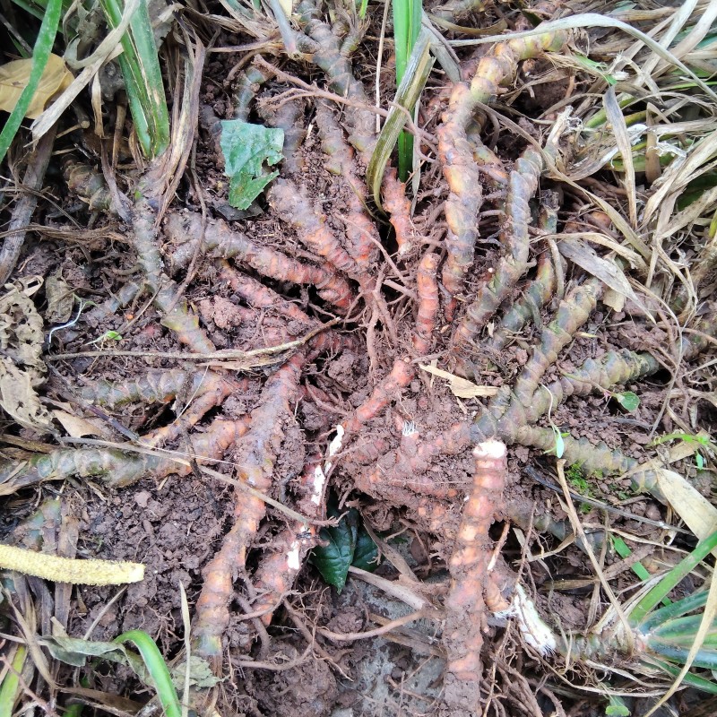 四川遂宁红心大叶石菖蒲苗量大从优抗寒冷存活率高