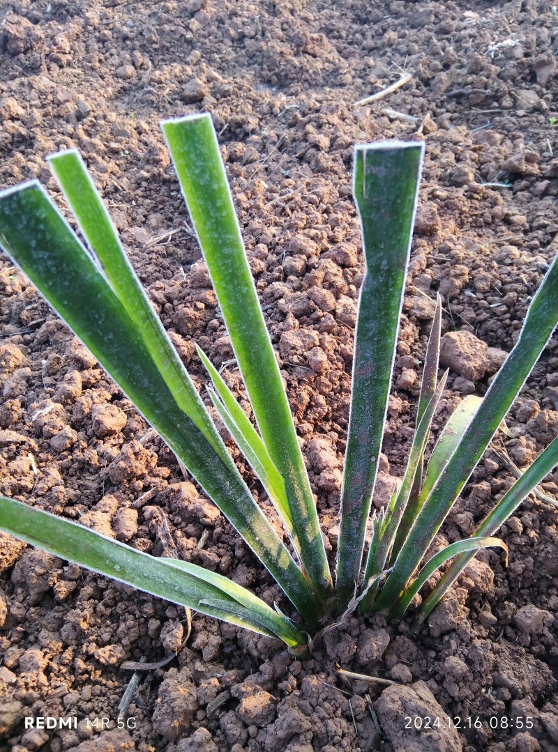 四川遂宁红心大叶石菖蒲苗量大从优抗寒冷存活率高
