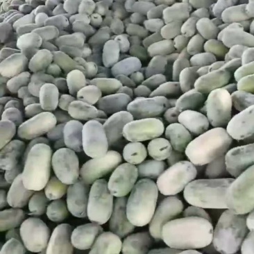 水果冬瓜大量现货，电商市场专用，各种规格都有